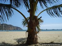 Pôr em uma rede para dormir abaixo de uma palmeira em praia de Porto Lopez. Equador, América do Sul.