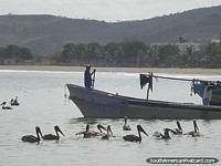 Pelicanos pelos barcos de pesca em Porto Lopez. Equador, América do Sul.