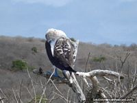 Un Bobo con los pies azules en Isla de la Plata. Ecuador, Sudamerica.