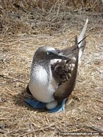 Um Pateta dos pés azuis senta no seu ovo em Ilha de La Plata. Equador, América do Sul.