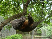 Versão maior do Um animal atraente em Jardin Botanico em Portoviejo.