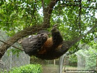 Versin ms grande de Un animal mono en Jardn Botanico en Portoviejo.