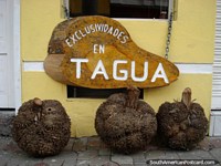 The Tagua nut, used for many things, from food to arts and crafts, Banos. Ecuador, South America.