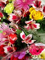 Larger version of Beautiful fresh flowers from Cayambe for sale.