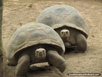 Versão maior do Um par de Tartarugas de Galápagos em Jardim zoológico de Quito em Guayllabamba.