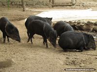 Pecaris agarrados, animais parecidos a um porco eriçados em Jardim zoológico de Quito. Equador, América do Sul.
