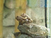 See frogs (ranas) at the frog sanctuary at Quito Zoo.