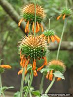 Larger version of Spikey green and orange bulbs of a plant at Quito Zoo.