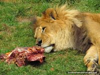 O leão africano macho come a carne no Jardim zoológico de Quito. Equador, América do Sul.