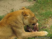 Leão africano feminino comendo carne em Jardim zoológico de Quito em Guayllabamba. Equador, América do Sul.