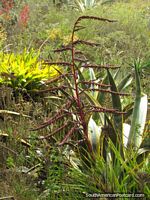 Larger version of Interesting spikey red plant at Quito Zoo.