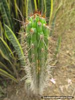 Versión más grande de Cactus espinoso agudo en jardines en el Zooilógico de Quito.