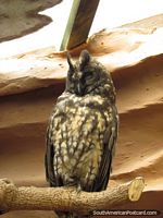 Larger version of Casa de Animales Nocturnos at Quito Zoo has sleepy owls.