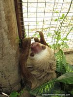 The cute 'n' cuddly Sloth at Quito Zoo in Guayllabamba. Ecuador, South America.