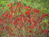 Las hojas rojas relucen en los jardines del Zooilógico de Quito en Guayllabamba. Ecuador, Sudamerica.