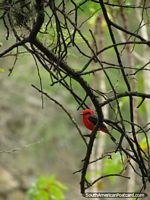 Una pequeña ave roja se sienta en un árbol en el Zooilógico de Quito en Guayllabamba. Ecuador, Sudamerica.