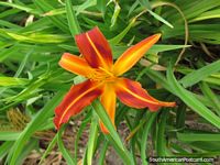 Versão maior do Flor vermelha, amarela, cor-de-laranja em jardins em Jardim zoológico de Quito.