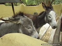Ecuador Photo - A pair of donkeys in the kids area at Quito Zoo.