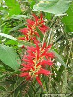 Versión más grande de Una planta de cepillos rojos en los jardines en el Zooilógico de Quito.
