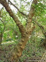 Versão maior do Ã�rvore grumosa em Jardim zoológico de Quito em Guayllabamba, uma árvore com pedaços no tronco.
