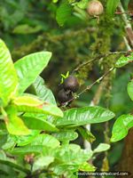 Larger version of Black pods in the cloud forest in Mindo.