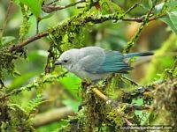 Pássaro azul-claro azul-esverdeado em jardins de albergue em Mindo. Equador, América do Sul.