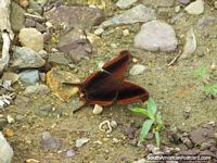 Amazing dark brown butterfly sits on the ground in Mindo garden. Ecuador, South America.