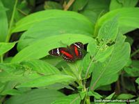 Versão maior do Borboleta vermelha, marrom e branca em jardins na casa de borboleta em Mindo.