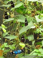 A group of butterflies at the Mariposario in Mindo.