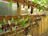 Crisálidas y mariposas incubadores en Mariposario en Mindo. Ecuador, Sudamerica.