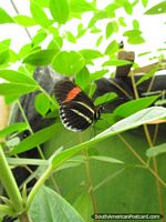 Pequena borboleta preta, amarela, cor-de-laranja em Casa das Borboletas em Mindo. Equador, América do Sul.