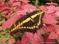 Versión más grande de Mariposa marrón con modelos amarillos de Mariposario en Mindo.