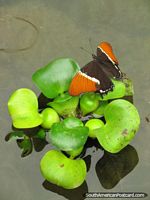 Orange, brown and white butterfly sits on lily leaves at Mariposario in Mindo.