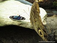 A pair of butterflies, blue and brown sit on rock at the Mariposario in Mindo. Ecuador, South America.