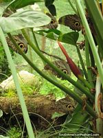 Versión más grande de Un grupo de mariposas anda en una planta en Mariposario en Mindo.