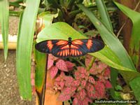 Versión más grande de Mariposa negra con modelo naranja asombroso de Mariposario en Mindo.