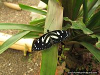 Pequeña mariposa negra con marcas blancas en Mariposario en Mindo. Ecuador, Sudamerica.