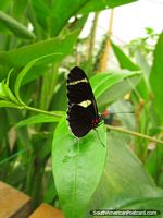 Versión más grande de Mariposa negra con pequeños modelos rojos y amarillos en una hoja en Mariposario en Mindo.