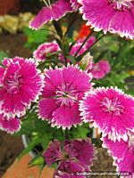 Versão maior do Flores rosa-vivas com bordas brancas na casa de borboleta em Mindo.