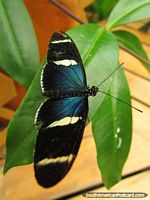 Mariposa decorada negra, azul y blanca en Mariposario en Mindo. Ecuador, Sudamerica.