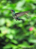 Un colibrí a mediados de vuelo en jardines en Mindo. Ecuador, Sudamerica.