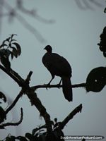 Silhueta de um grande pássaro em uma árvore em Mindo de manhã. Equador, América do Sul.
