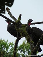 Um par de pássaros muito grandes com pescoços vermelhos em uma árvore, ornitologia em Mindo. Equador, América do Sul.