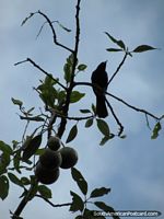 Una ave y fruta en un árbol en Mindo. Ecuador, Sudamerica.