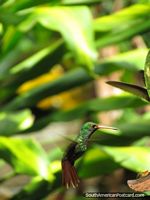 Green hummingbird at the gardens in Mindo. Ecuador, South America.
