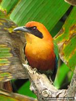 Beautiful orange, yellow, green and blue bird in Mindo gardens. Ecuador, South America.