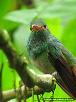 Primer plano del colibrí de Mindo, a casa de ornitología. Ecuador, Sudamerica.
