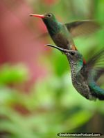 Un par de colibríes a mediados de vuelo en Mindo. Ecuador, Sudamerica.