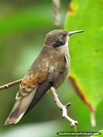 Pássaro acastanhado em jardins de Mindo. Equador, América do Sul.