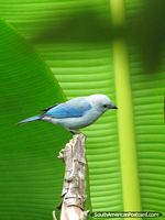 Beautiful pale-blue bird with green leaves background, Mindo. Ecuador, South America.